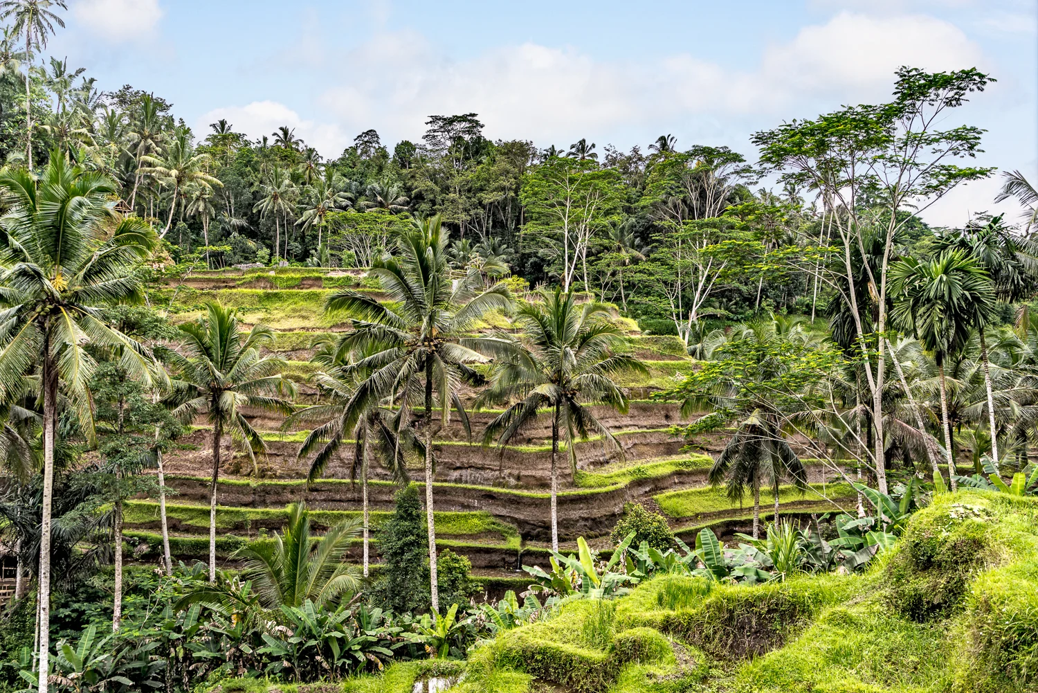 02 feb 02 2018_Tegallalang 22-EDIT.jpg