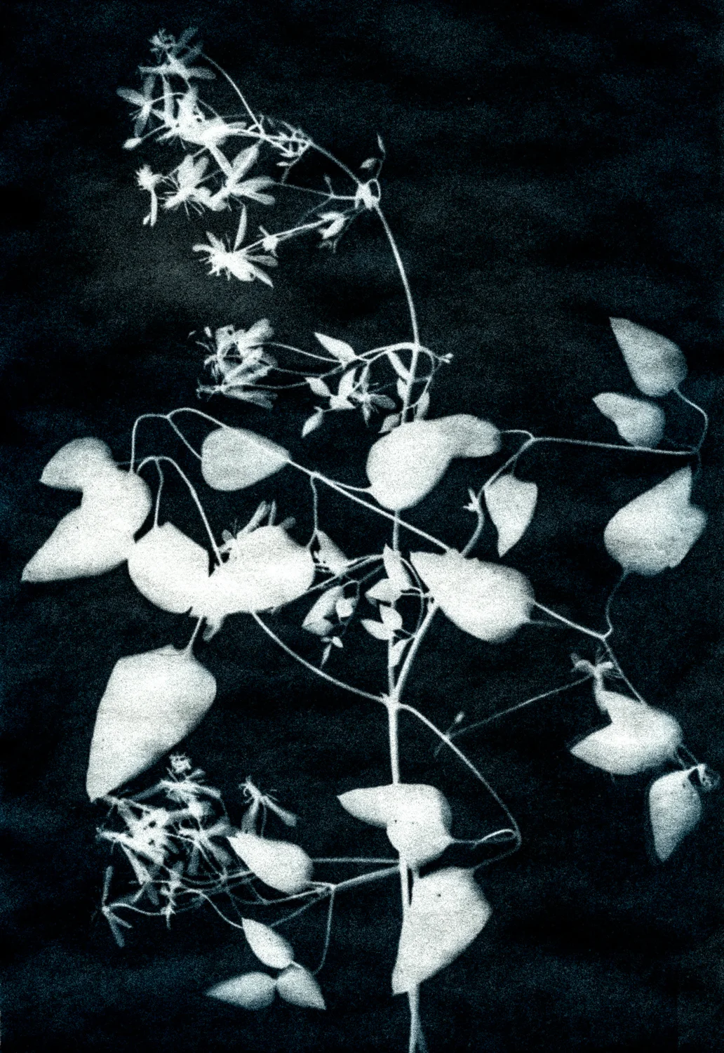 06 sep 15 2017_clematis 1-EDIT.jpg