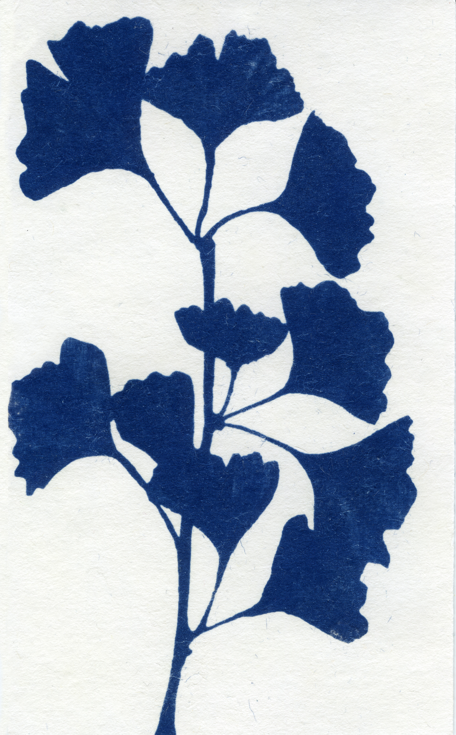 03 mar 19 2019_ginko 2.jpg