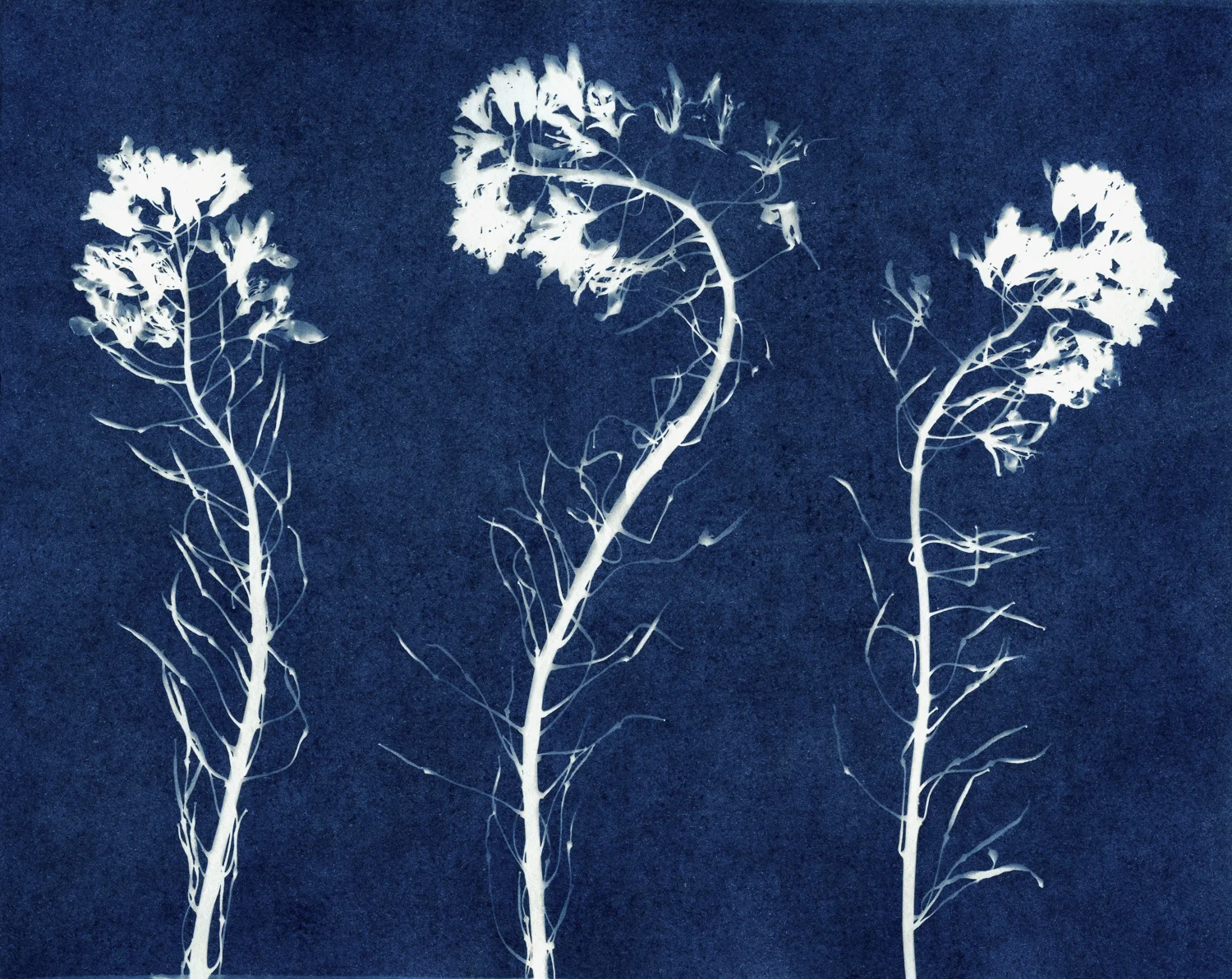 04 apr 23 2019 cyano 001.jpg