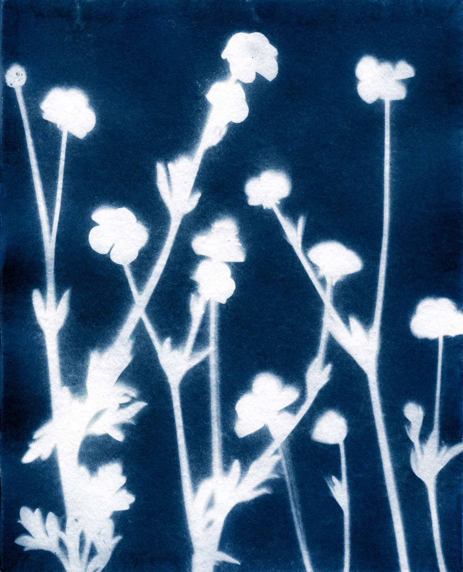 04 apr 30 2019 cyanotype_EDIT.jpg