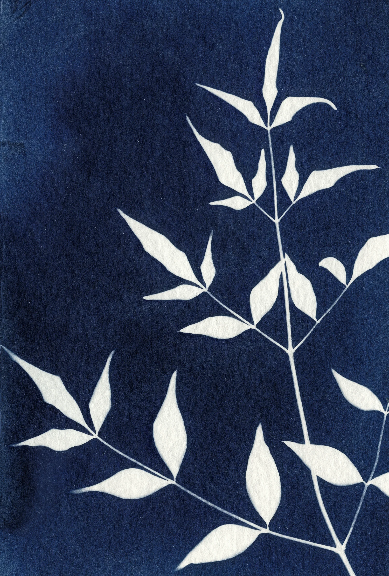01 jan 01 2019_calendar_cyanotype 003a-edit.jpg