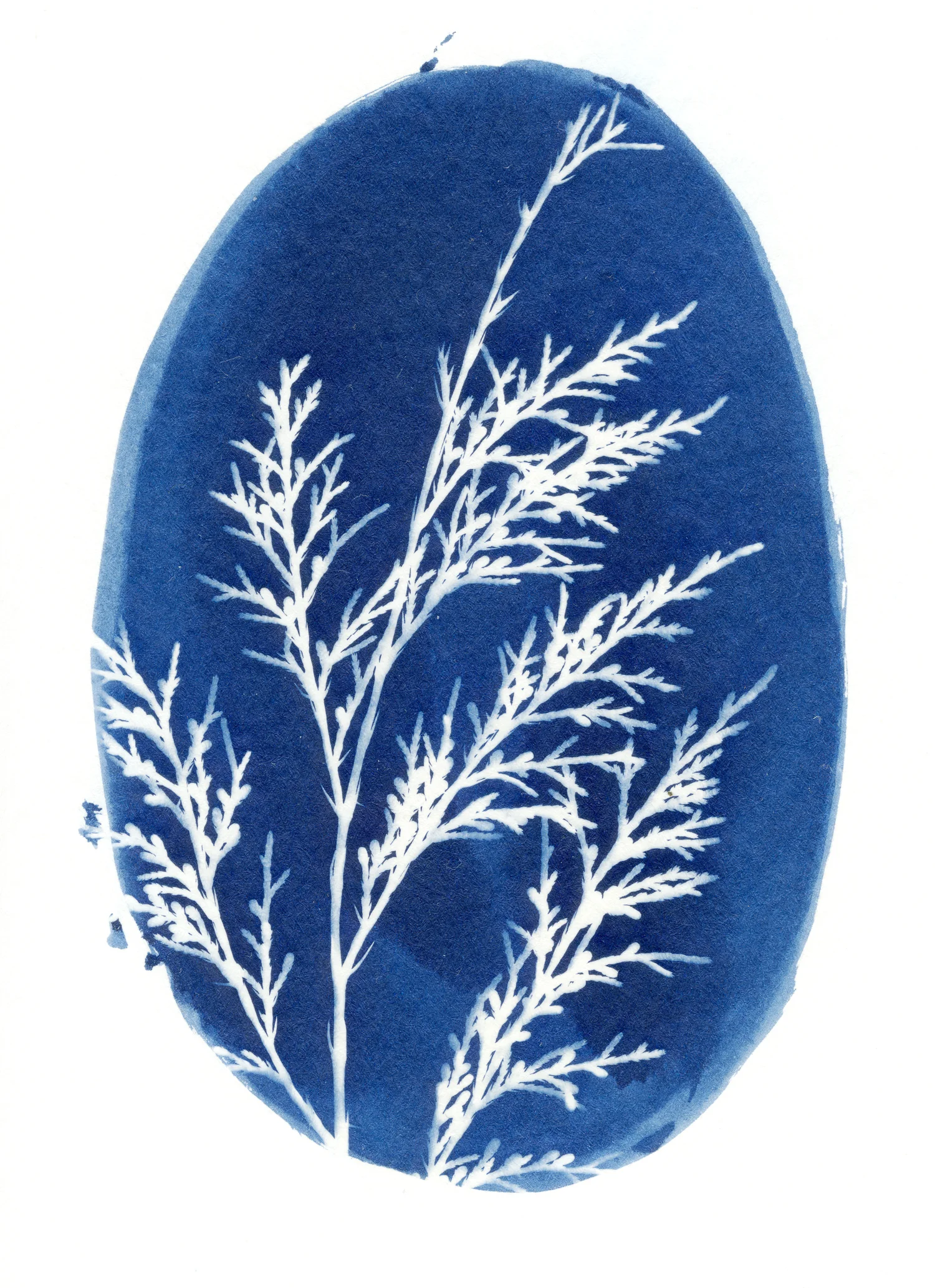 cyanotype cards-3.jpg