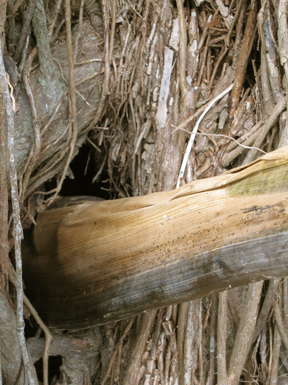  Shaped palm frond (with resins and oil) for listening to the inside of the tree, 48" x 5" largest diameter.  Detail of trumpet entering hole in tree. 