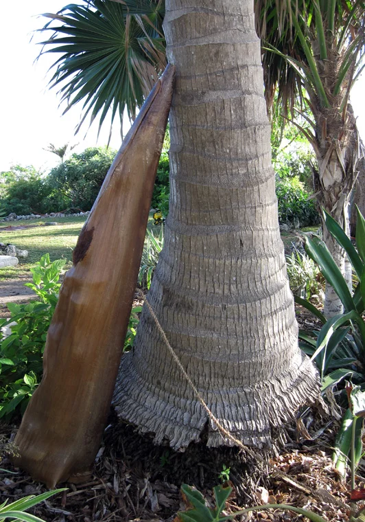 Shaped Royal Palm sheath with palm fiber, rattan interior armature, thread, resins, oils, 57" long x 15" largest diameter.