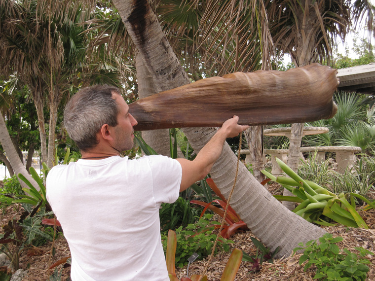  Shaped Royal Palm sheath with palm fiber, rattan interior armature, thread, resins, oils, 57" long x 15" largest diameter.&nbsp;  Listener using trumpet. 