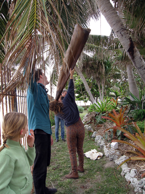  Shaped Royal Palm sheath with palm fiber, rattan interior armature, thread, resins, oils, 57" long x 15" largest diameter.&nbsp;  Listener using trumpet. 