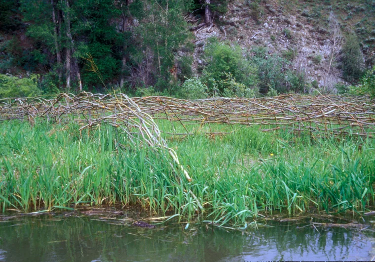  ISLAND GRIDDED FOR GROWTH closer view, willow, planted in a grid and woven into low fences, island – 80’ diameter