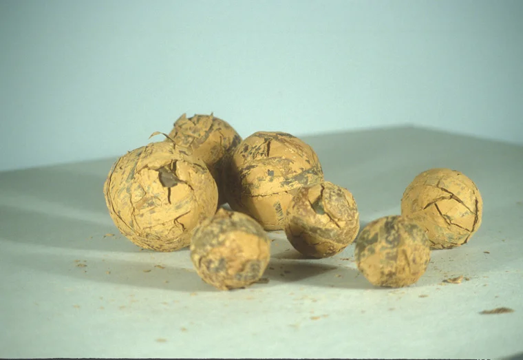 RAW BALLS 1997, Massachusetts’ kelp and Missouri Mud, 2-4” diameter.