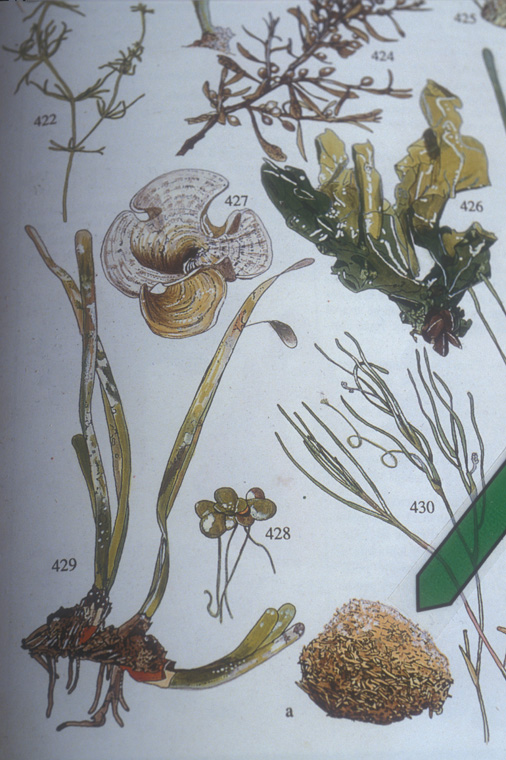  Field guide illustration detail, Martin, Phillippe.&nbsp;  La Nature Méditerranéenne en France, Les melieux, la flore, la faune . Les Écologistes de l’Euzière,&nbsp; 1997, pgs. 188-9. 