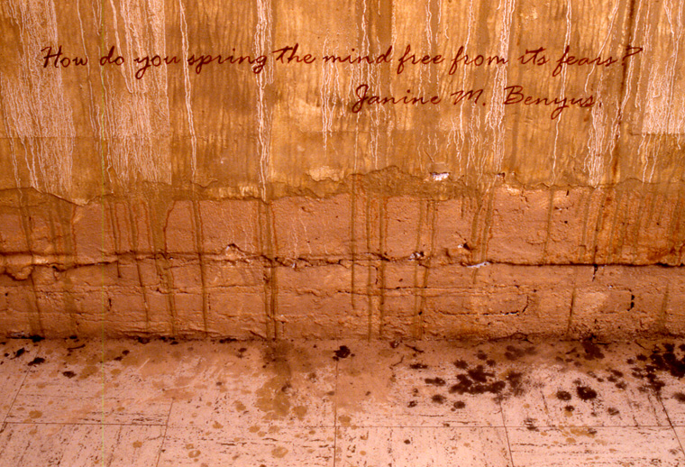 View of walls stained with local pigments and lettered with text from Janine Benyrus,  Biomimicry.  