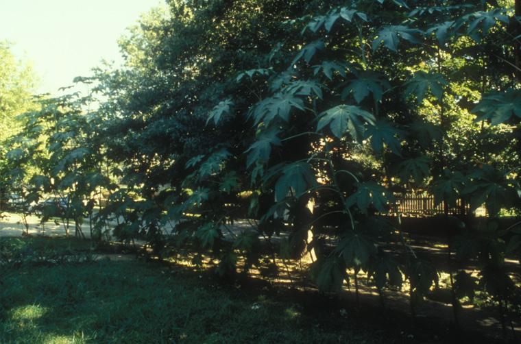  Castor bean plants grown from seed, June-October 1997, 17’ x17” x 65’. 