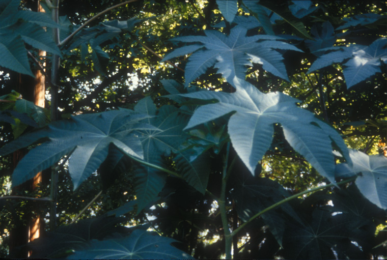  Castor bean plants grown from seed, June-October 1997, 17’ x17” x 65’, detail of castor bean leaves. 