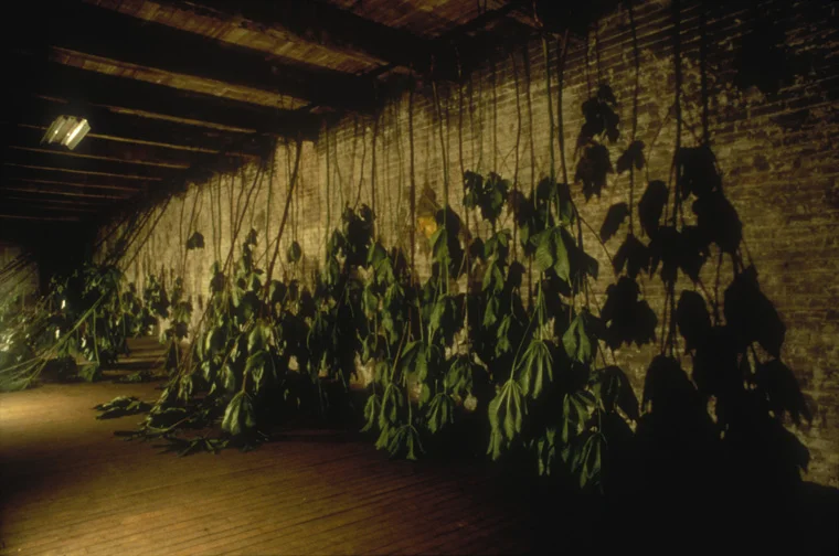 Installation at Chair Building, Kansas City, MO, DETAIL-castor bean plants at opening October 1997.