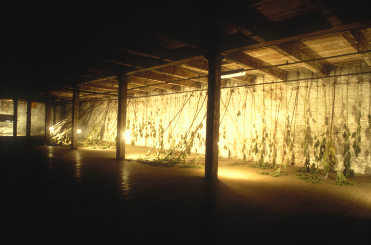  Installation overview November 1997, wilted plants, The Chair Building, Kansas City, MO, uprooted and inverted castor plants, steel hooks, drawings, light-Derek Porter Studio, 12,000 sq feet of darkness with plants in lighted area, 70’ x12’ x 7’, dr