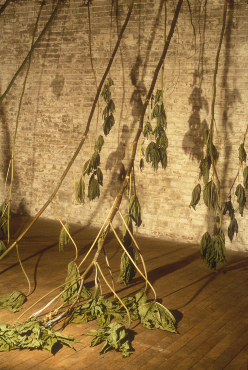  Installation at Chair Building, Kansas City, MO, Detail, wilted castor bean plants, November 1997. 