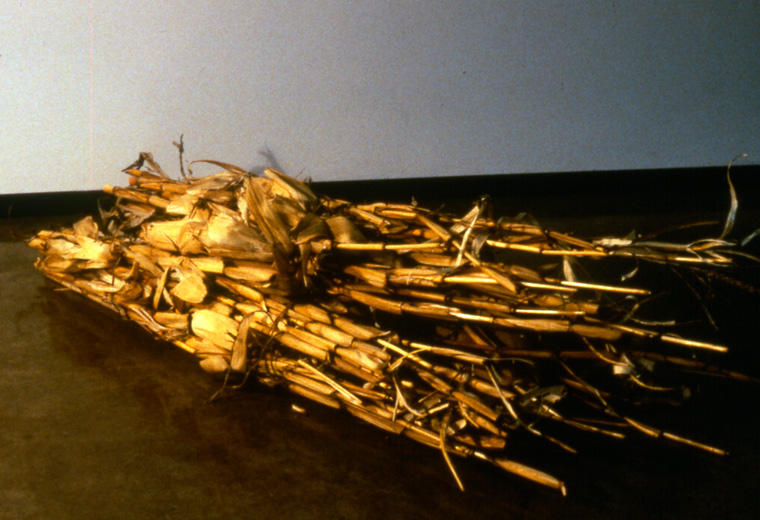  Detail of dried corn plants. 