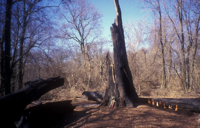 Osage Orange sapling planted in charred remains of a red oak tree, site prior to dedication, charred red oak in center with row of carved scoops awaiting use in planting ceremony and given as gifts to participants, carved by Matthew Dehaemers,native wildflower garden, site 17' high x 50' diameter.
