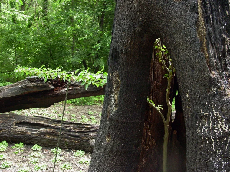 detail of sapling inside red oak tree, May 2004 - 3 months after planting (photo Matthew Dehaemers).