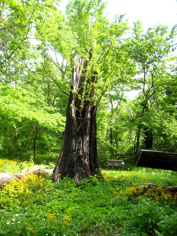 View of Osage Orange sapling growing from red oak trunk, May 2008