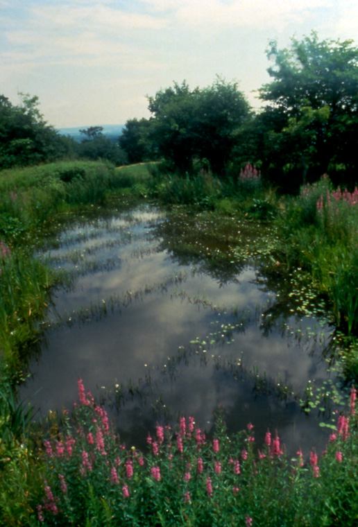 View of gridded pond made by transplanting Arrowhead Leaf plants, 40’x50’.