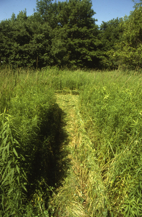  Dead end path, braided growing meadow grasses, 15’ long x 20” wide x12’ high. 