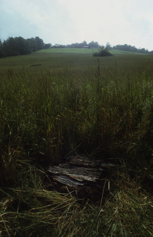  Corn pit effigy honoring Native American presence on site, pit lined with bark and filled with corn, 3’ deep x 18’ diameter, mowed site line rear ground. 