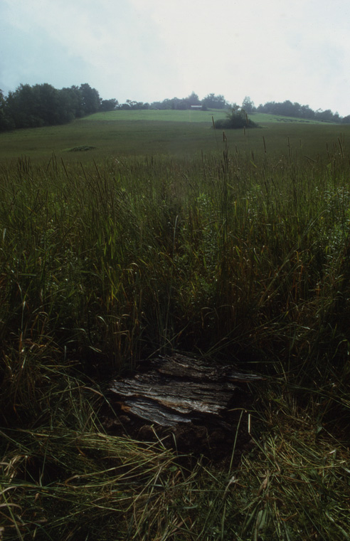 Corn pit effigy honoring Native American presence on site, pit lined with bark and filled with corn, 3’ deep x 18’ diameter, mowed site line rear ground.