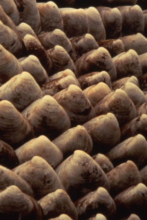  Detail of clamshells. 