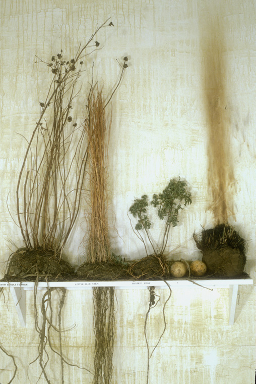  Detail of prairie plants, above ground and underground, with "roots" constructed by the artist using string, glue, natural latex rubber, soil, one sample burned to demonstrate prairie fires still used to control growth. 