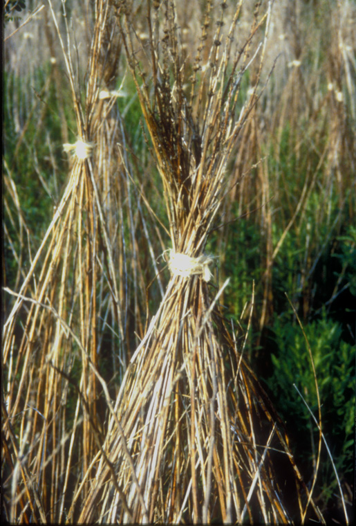  Detail of tied grasses. 