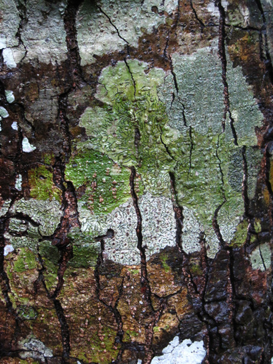   While Listening to Cicadas and Rainfall,   Walumi   Trail  2009  Yushan National Park, Taiwan  Ink jet print on Hahnemuhle archival paper,&nbsp; 9 -1/4 "h x 7"w 