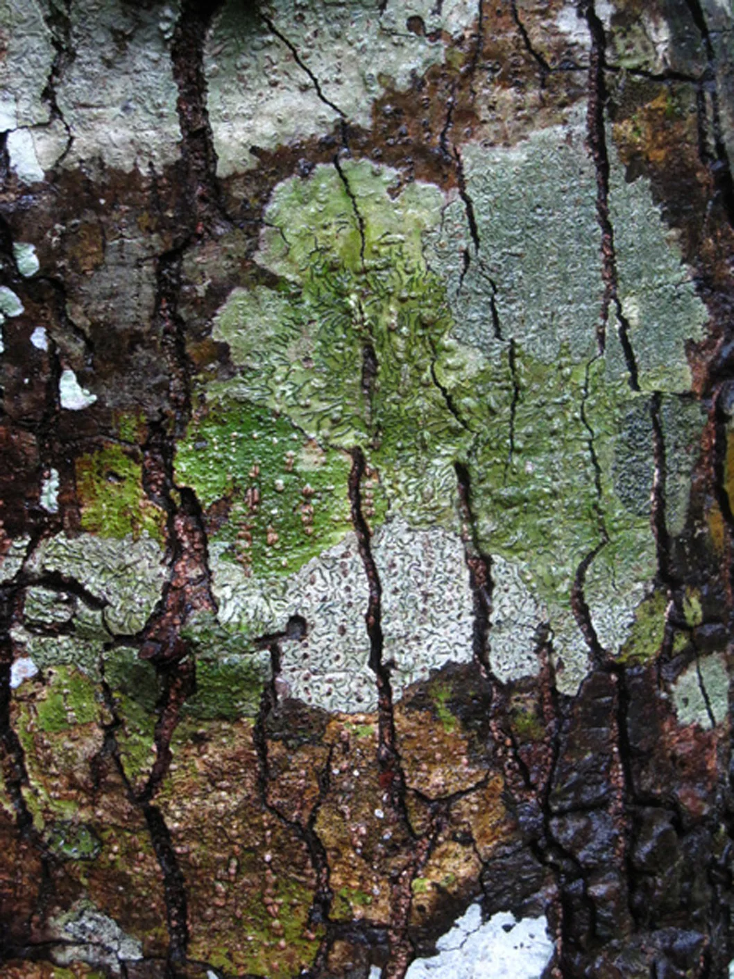 While Listening to Cicadas and Rainfall, Walumi Trail 2009 Yushan National Park, Taiwan Ink jet print on Hahnemuhle archival paper, 9 -1/4 "h x 7"w