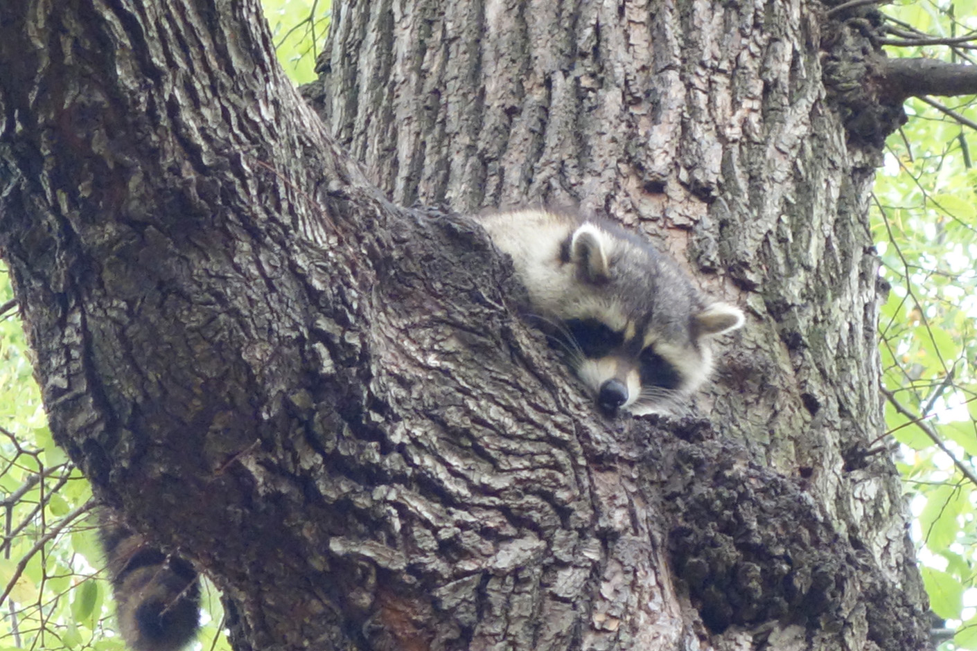  Racoon on Great Hill. 