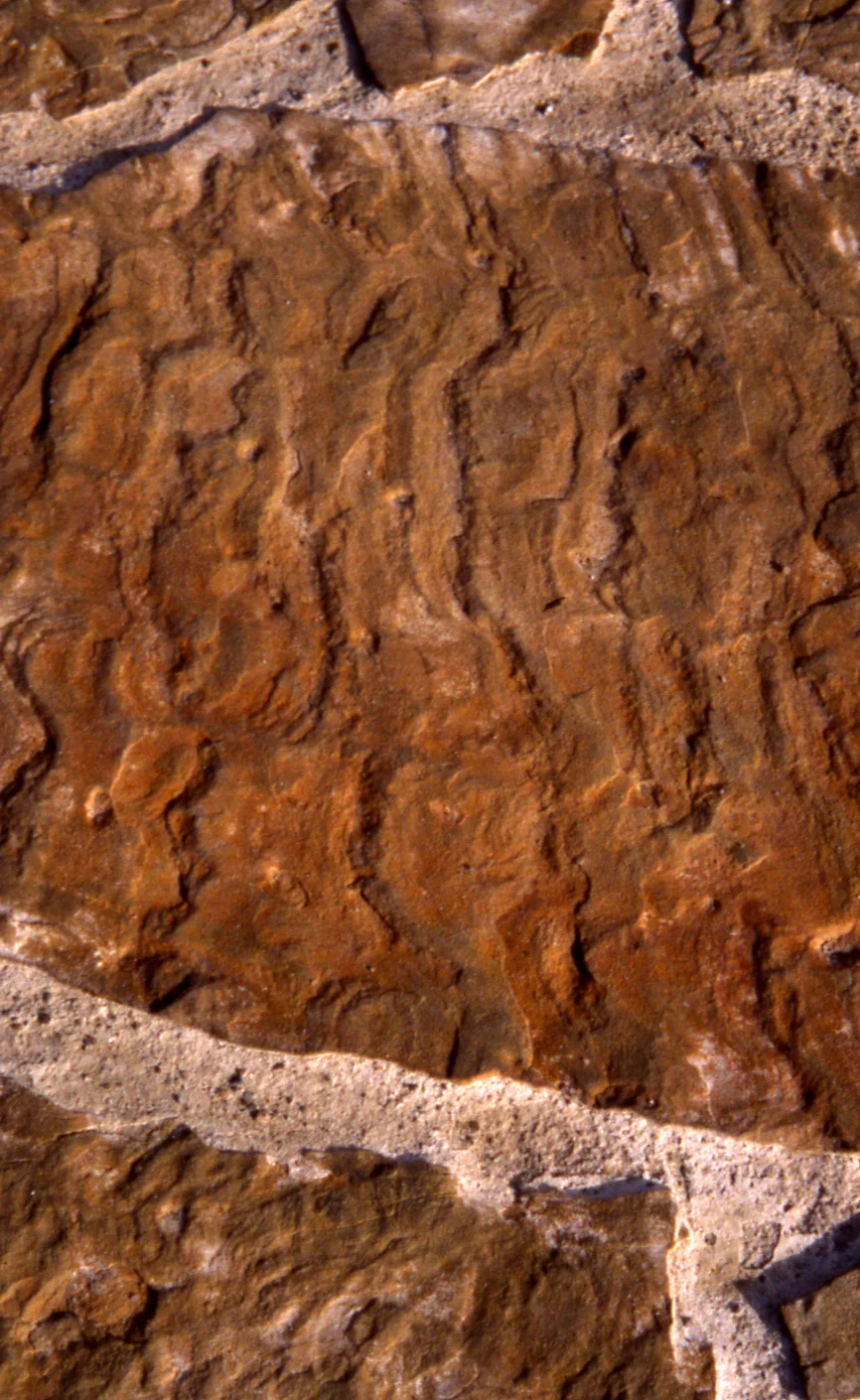 Detail of limestone bearing water marks of the ancient sea that once covered this region.