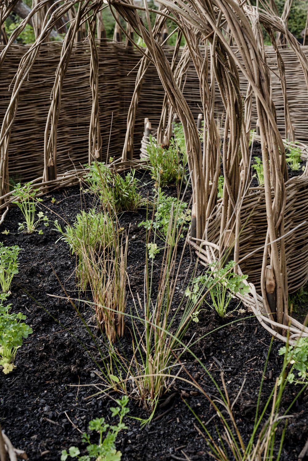  Detail of edible plants-Parsley and Juncus planted under the arbor, April 2022 