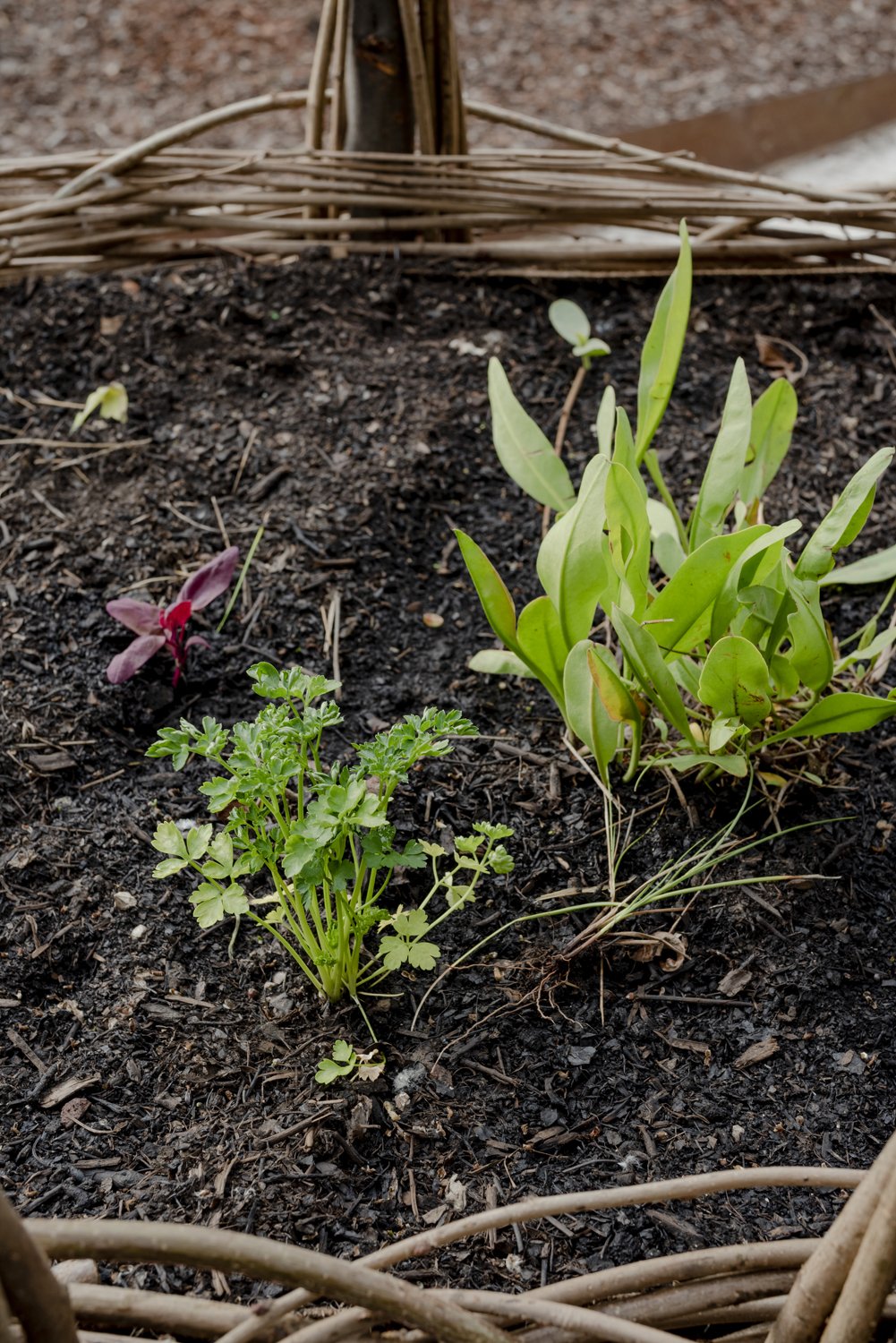  Detail of edible plants-wild Bietola, Parsley and Red Orache newly planted, April 2022 
