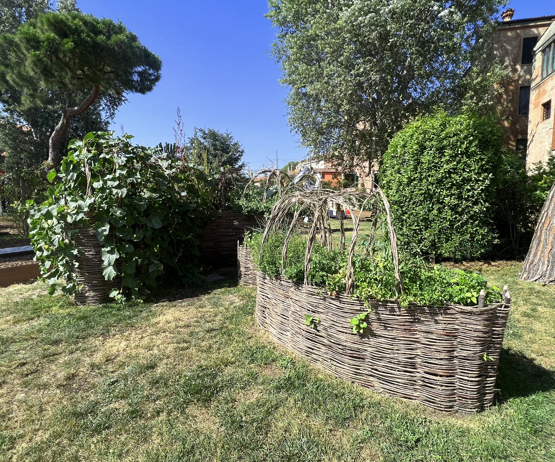  Edible plants - wild Samphire, Parsley, and Juncus in the foreground, Watermelon vines overflowing large garden in rearground, June 2022 