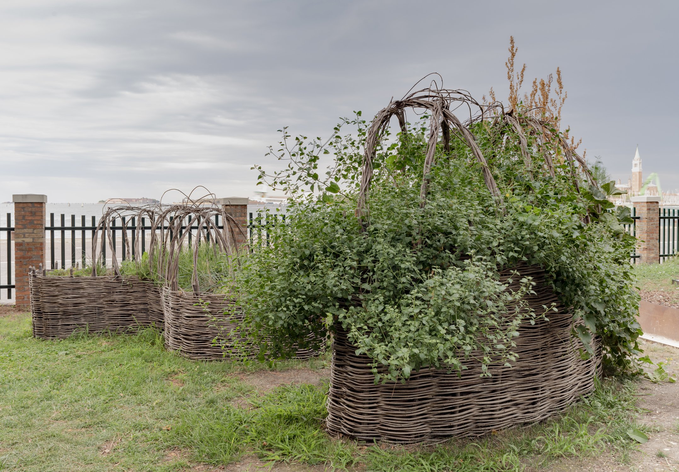  Edible plants - Faranele (wild spinach) and Orache in the foreground, Juncus and Parsley in rearground,  August 2022 