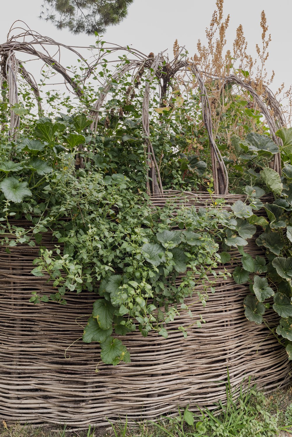  Detail edible plants - Watermelon vines, Farenale (Wild Spinach) and Orache, August 2022 