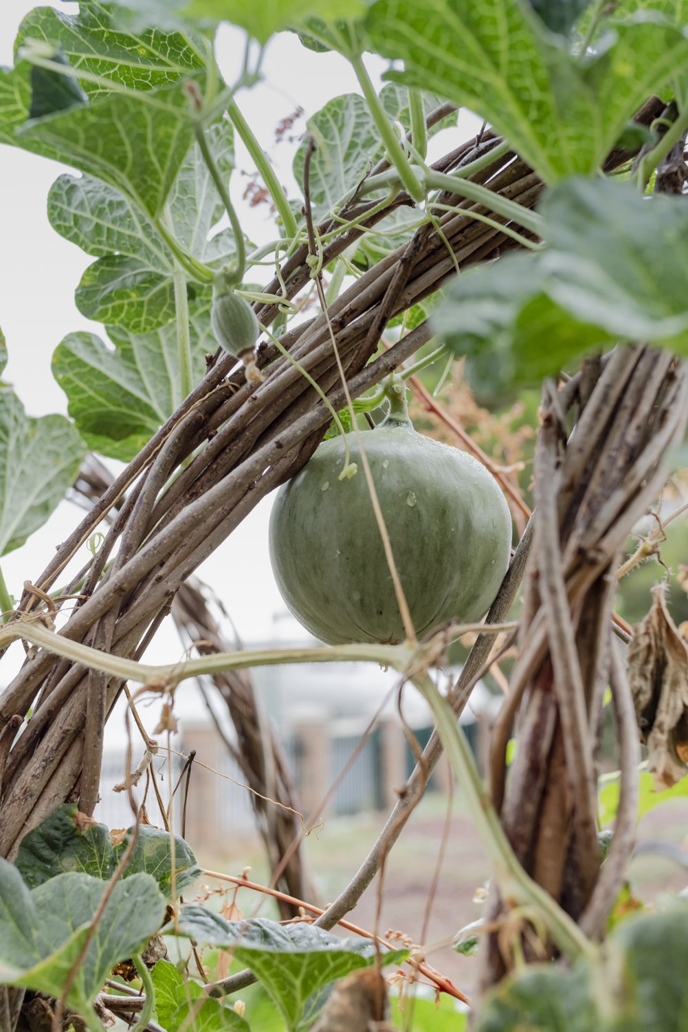  Detail of melon supported by the arbor, August 2022 