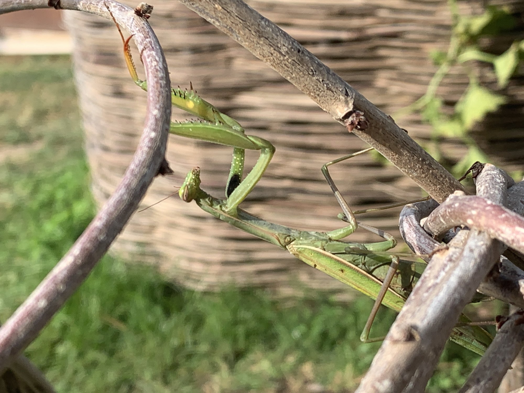  Detail of a Praying Mantis on the arbor, October 2022 