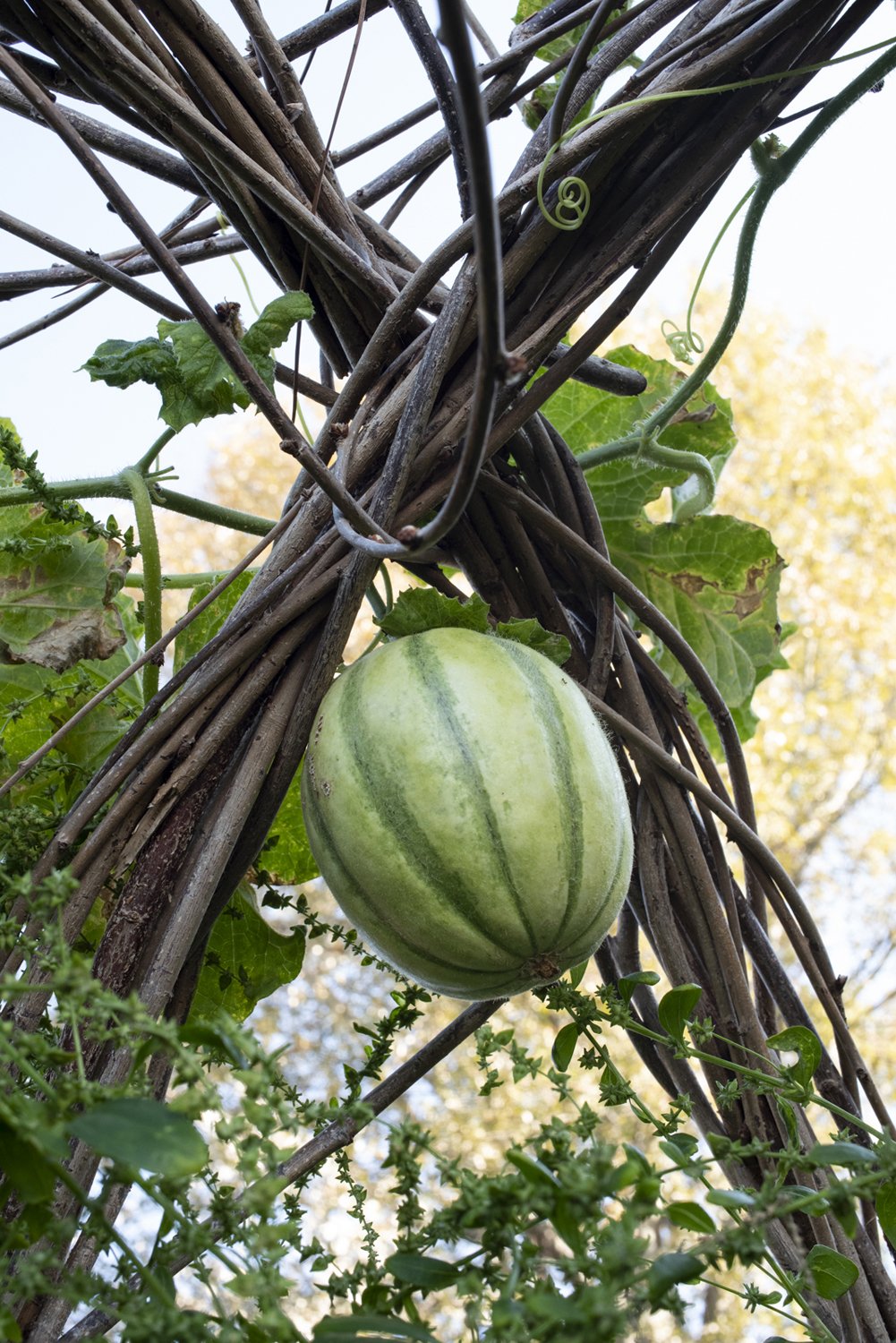  Detail of a ripe melon on the arbor, October 2022 