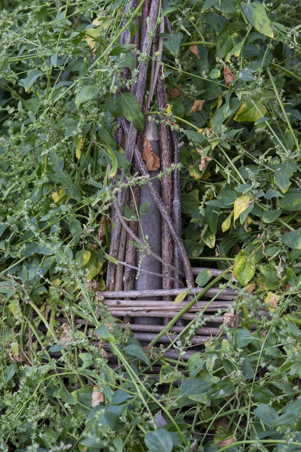  Detail, Farenale (Wild Spinach), October 2022 