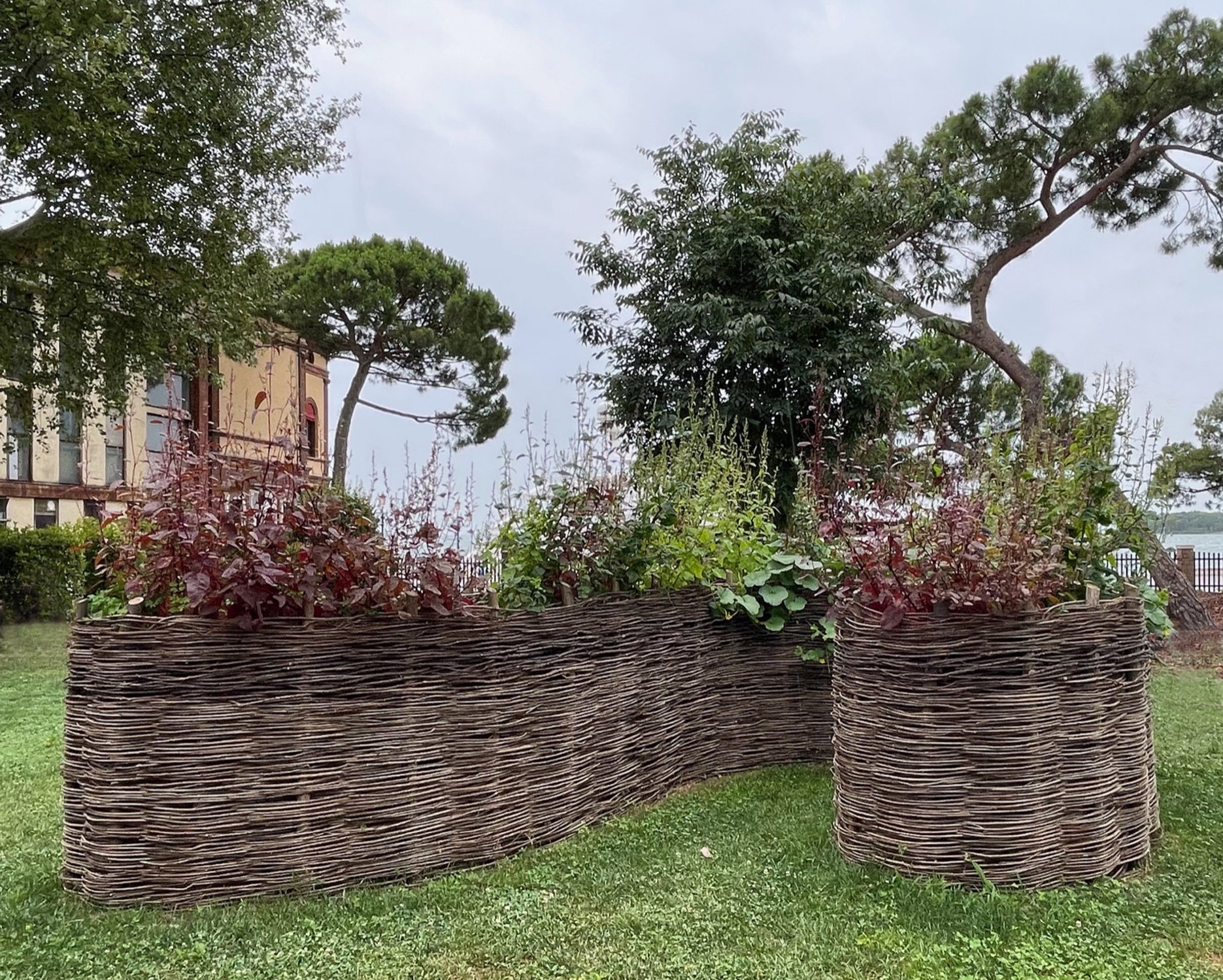  View of Orache, Parsley and Watermelon July 2021.  Photo: Jarrett Mellenbruch 