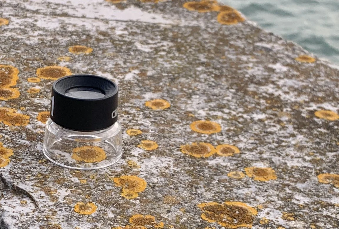 Detail showing loupe over lichen on wall