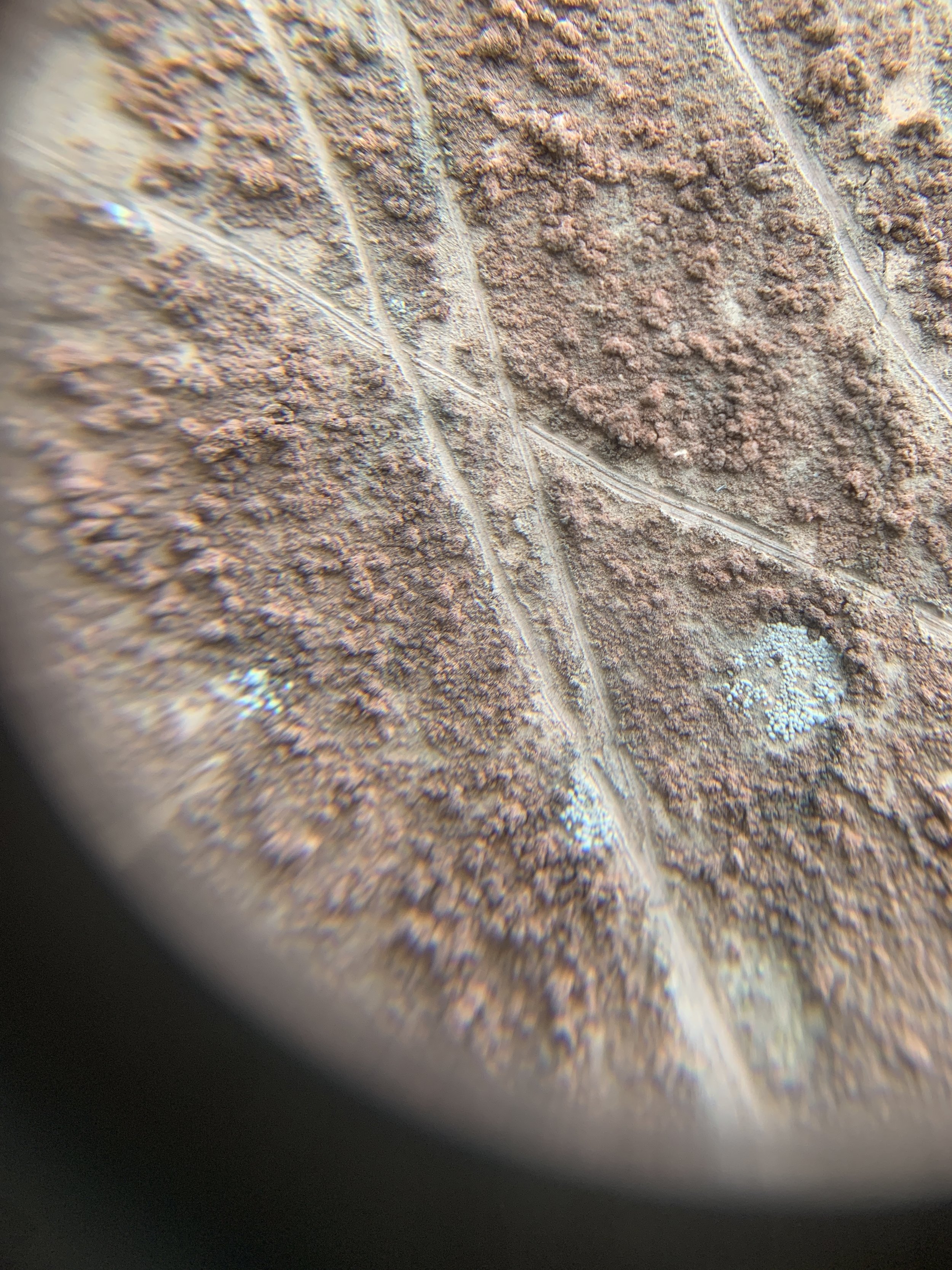  What is seen through the loupe on another part of the wall 