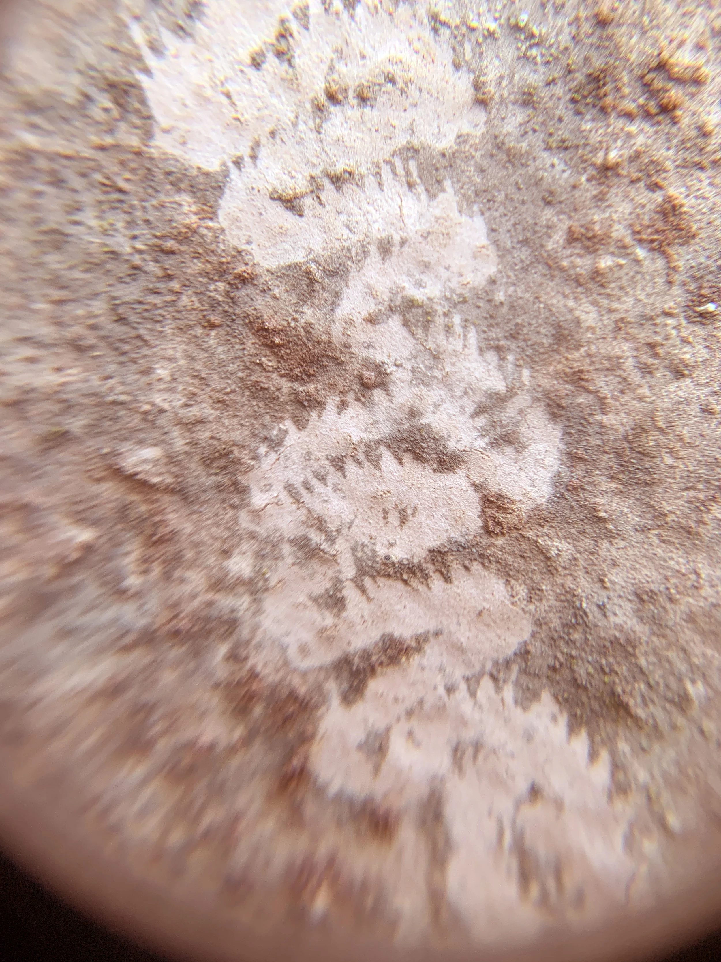 What is seen on the wall through the loupe