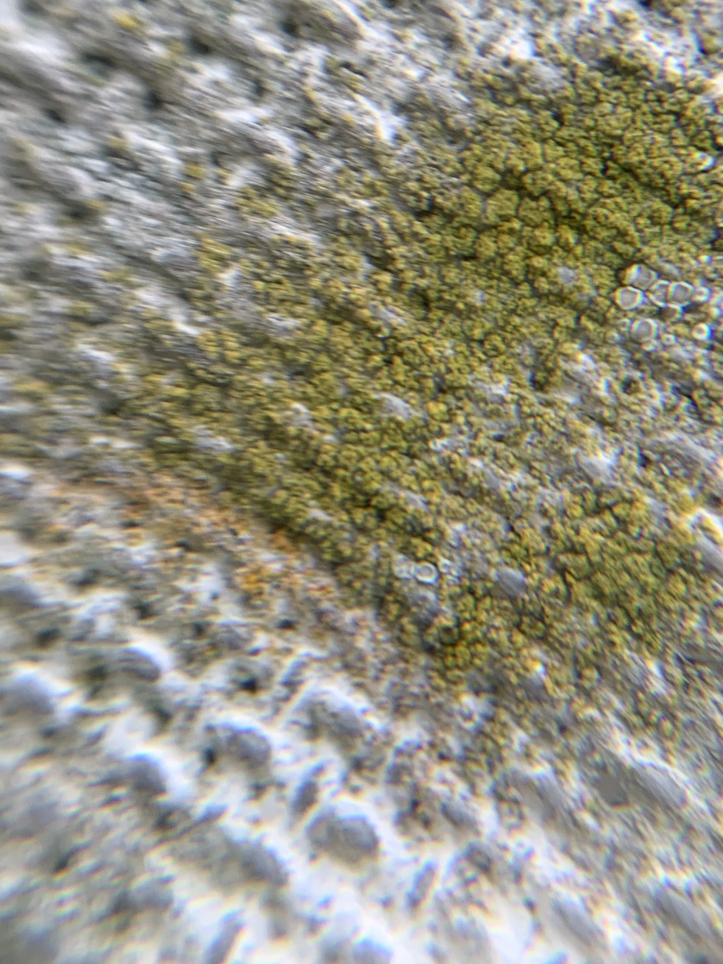  What we saw through a loupe 