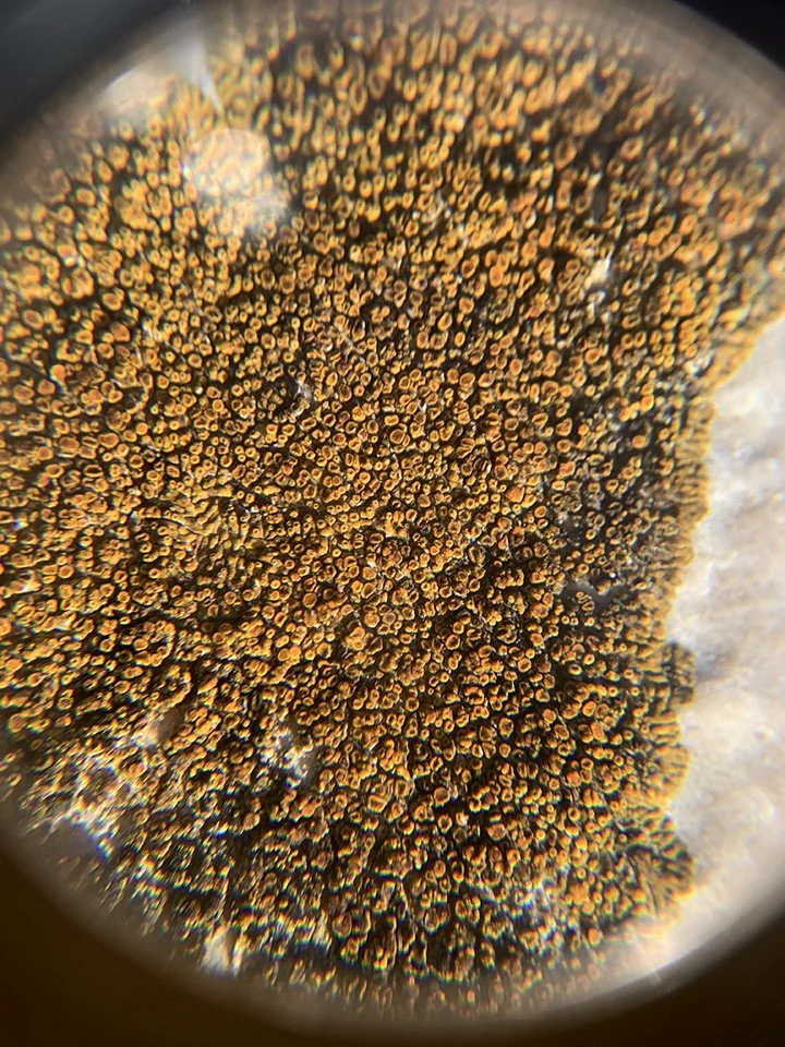 View of lichen through a lens